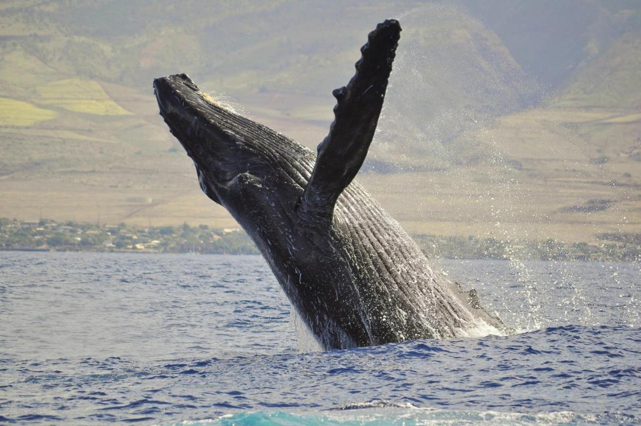 Honua Kai 322 Villa Lahaina Bagian luar foto